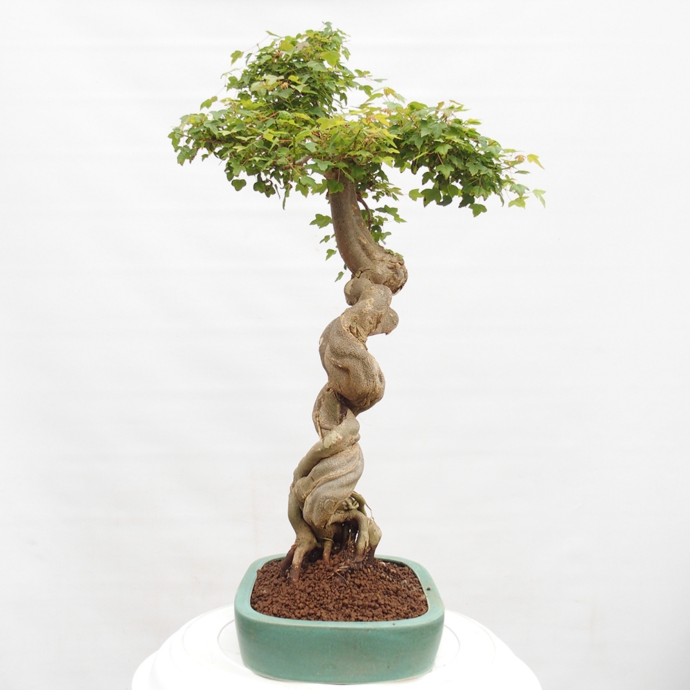 Venkovní bonsai - Acer Buergerianum - Javor Burgerův