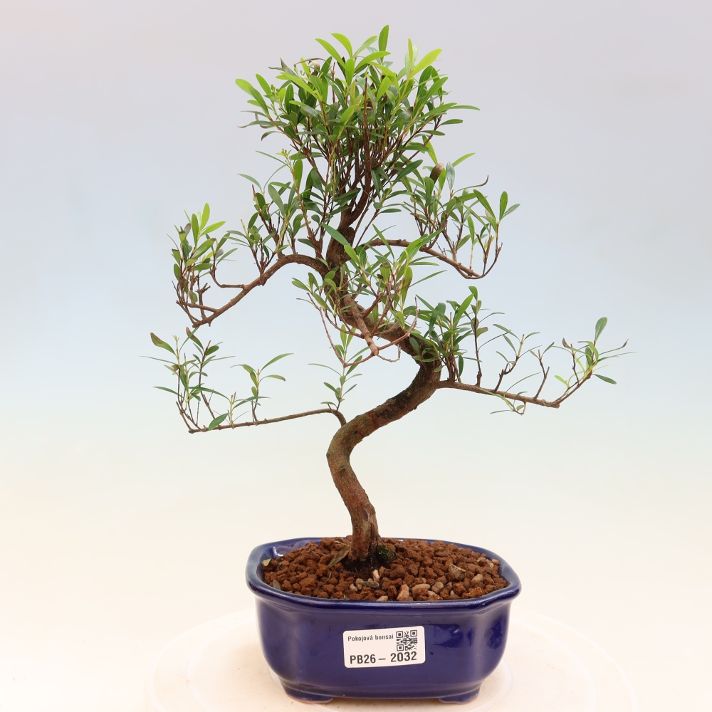 Pokojová bonsai - Syzygium - Pimentovník