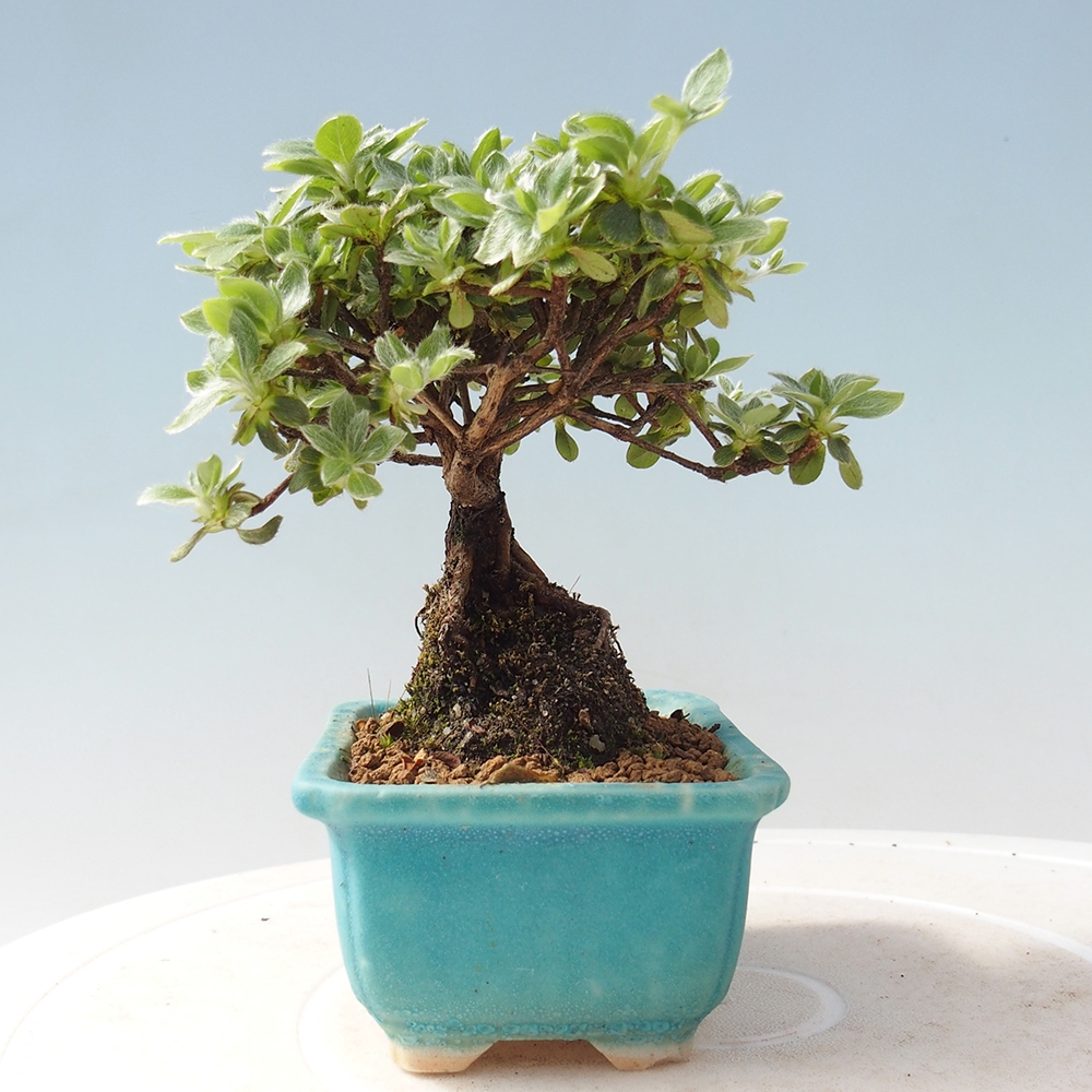 Venkovní bonsai - Rhododendron indicum - Japonská azalka