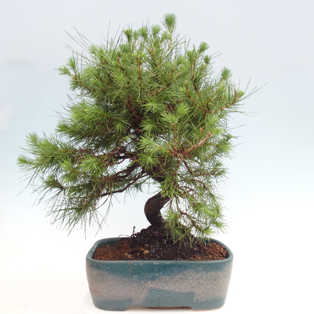 Pokojová bonsai-Pinus halepensis-Borovice alepská