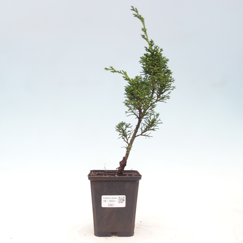 Venkovní bonsai - Juniperus chinensis Kishu -Jalovec čínský