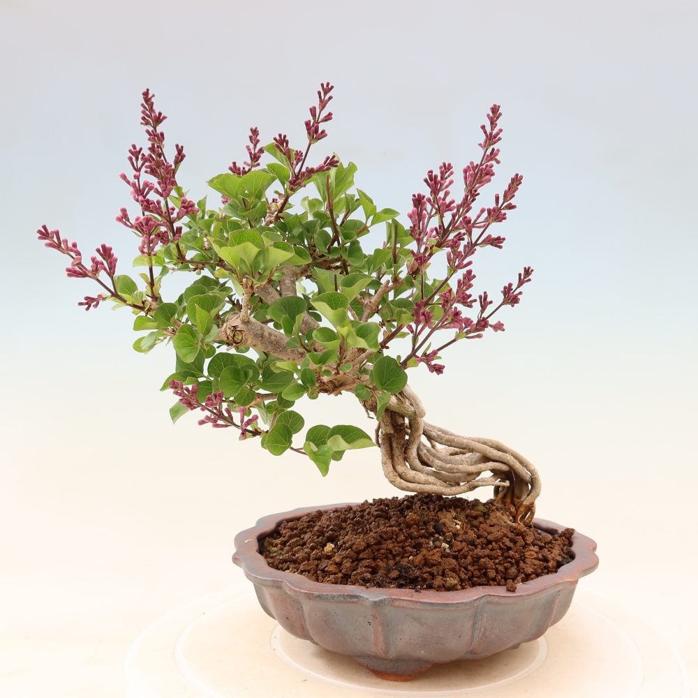 Venkovní  bonsai -  Syringa microphylla - malokvětý šeřík