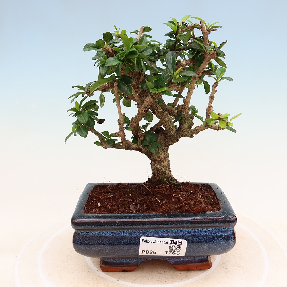 Pokojová bonsai - Carmona macrophylla - Čaj fuki