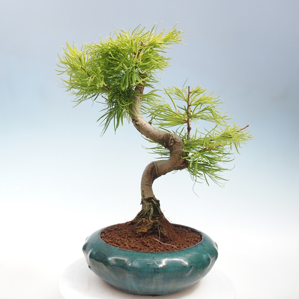 Venkovní bonsai - Pamodřín - Pseudolarix amabis