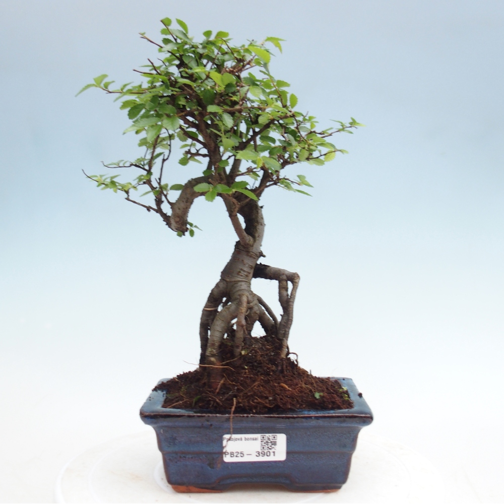 Pokojová bonsai - Ulmus parvifolia - Malolistý jilm