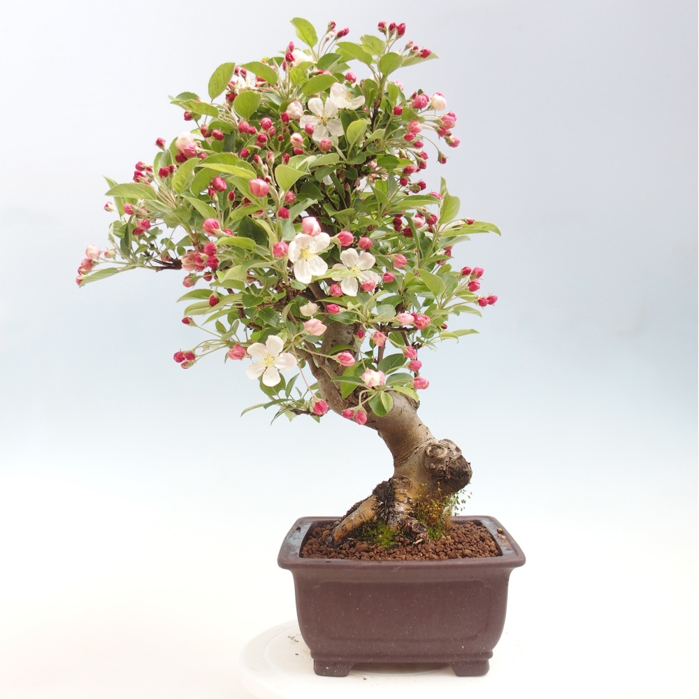 Venkovní bonsai -Malus halliana - Maloplodá jabloň
