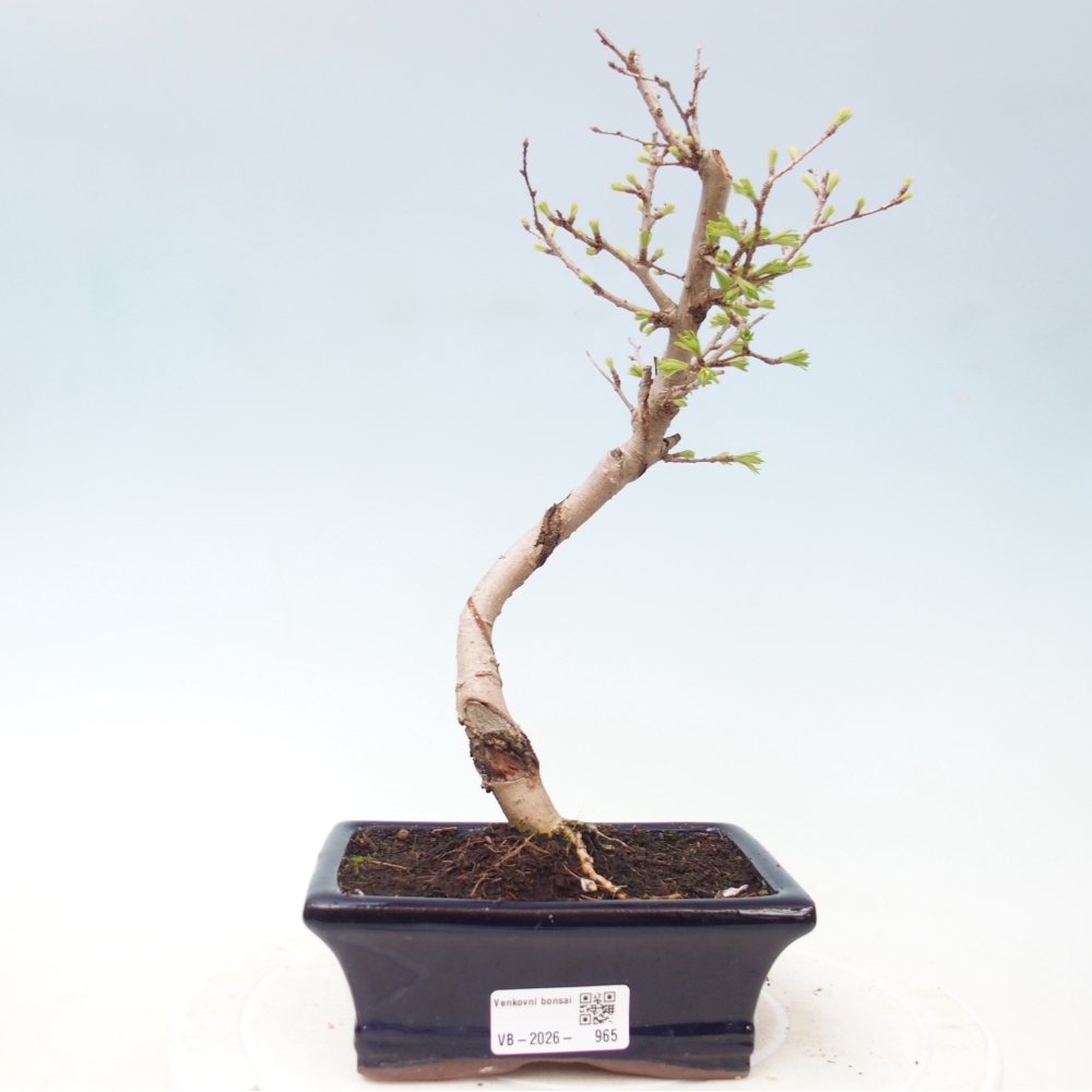 Venkovní bonsai -Pseudolarix amabis-Pamodřín