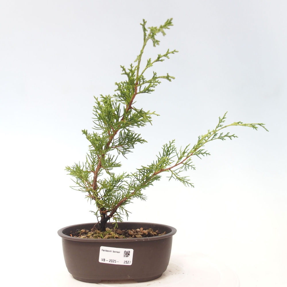 Venkovní bonsai - Juniperus chinensis Itoigawa -Jalovec čínský