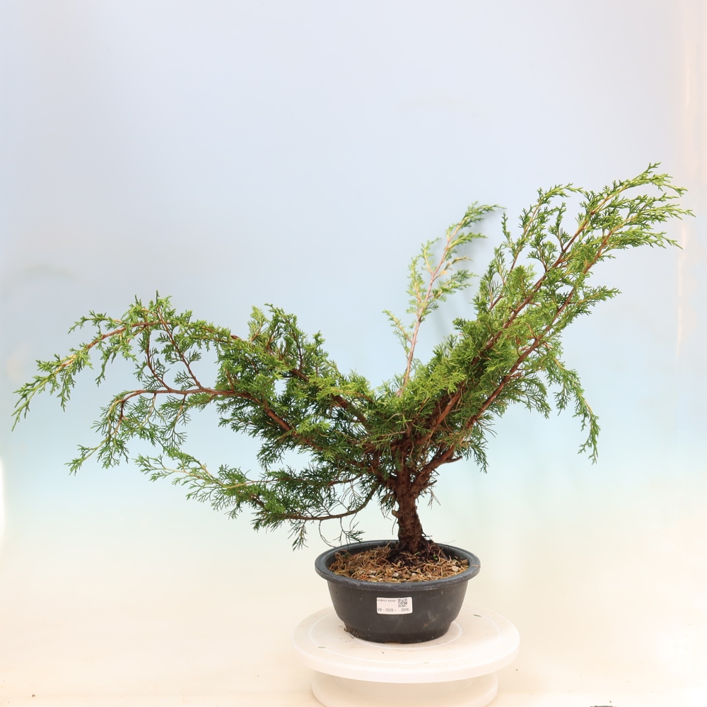 Venkovní bonsai - Juniperus chinensis Itoigawa -Jalovec čínský