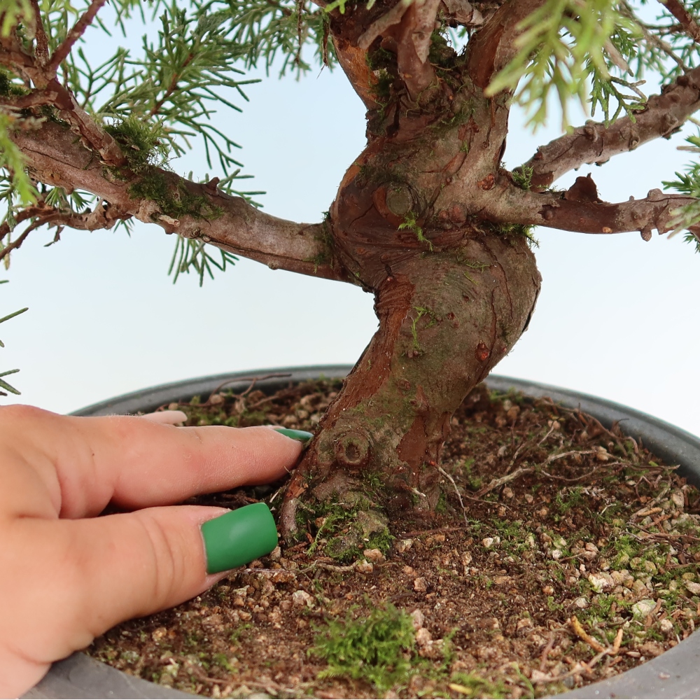 Venkovní bonsai - Juniperus chinensis Itoigawa-Jalovec čínský