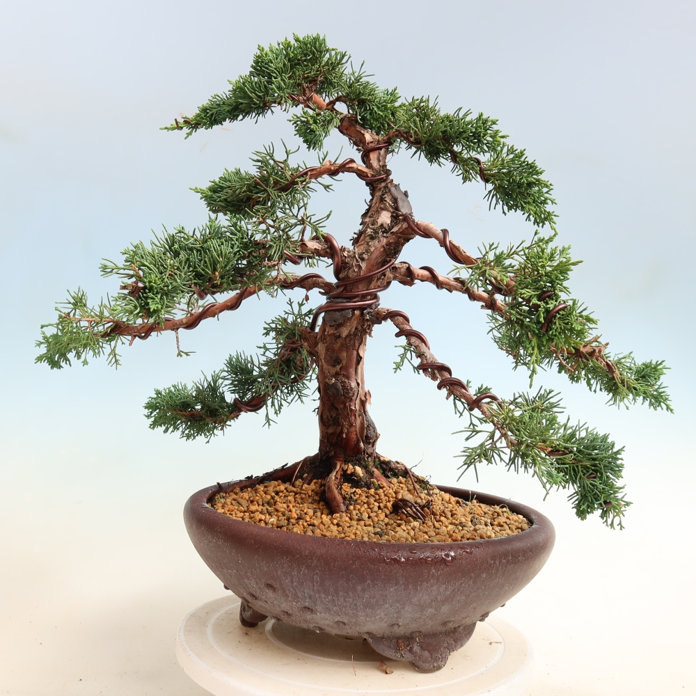 Venkovní bonsai - Juniperus chinensis Kishu -Jalovec čínský