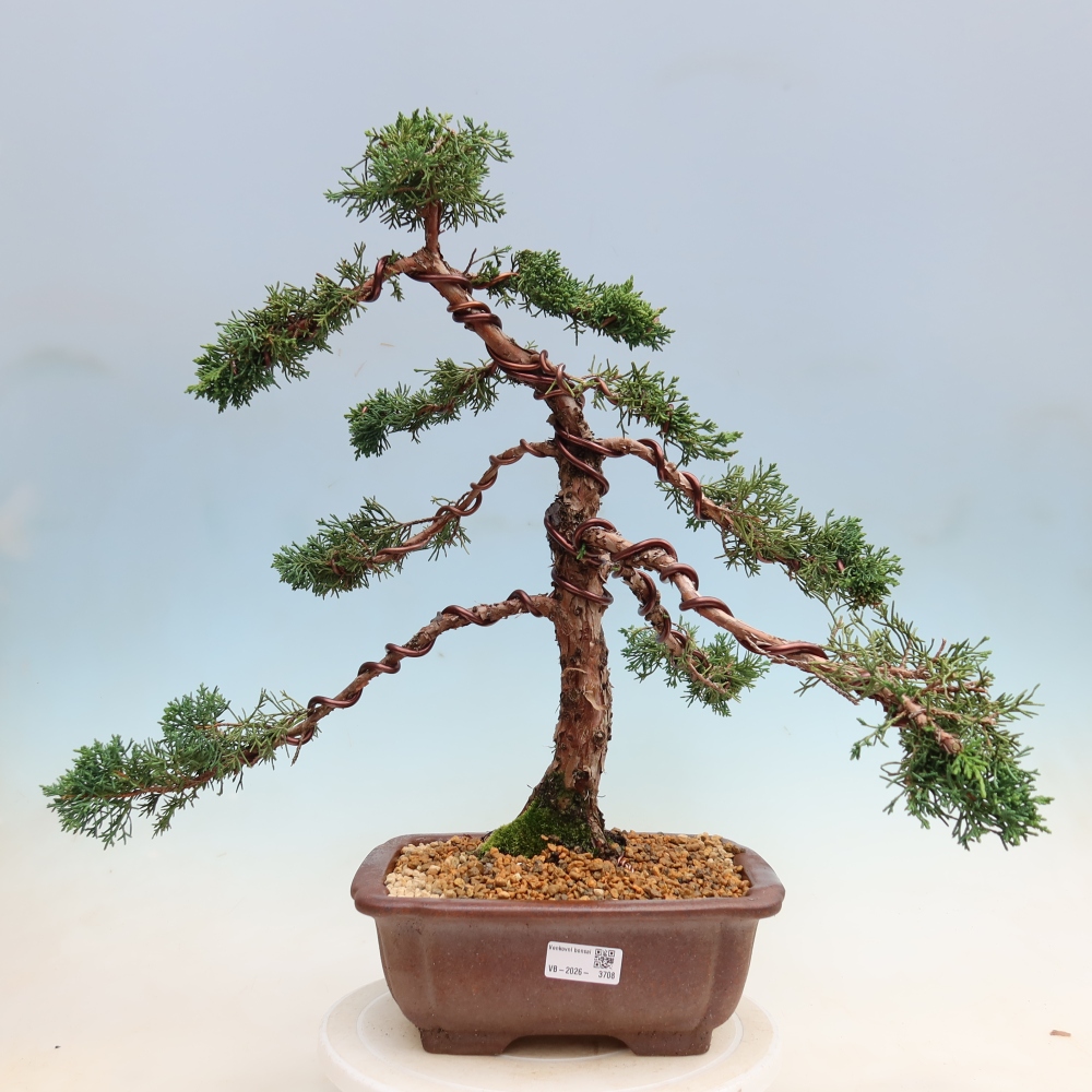 Venkovní bonsai - Juniperus chinensis Kishu -Jalovec čínský