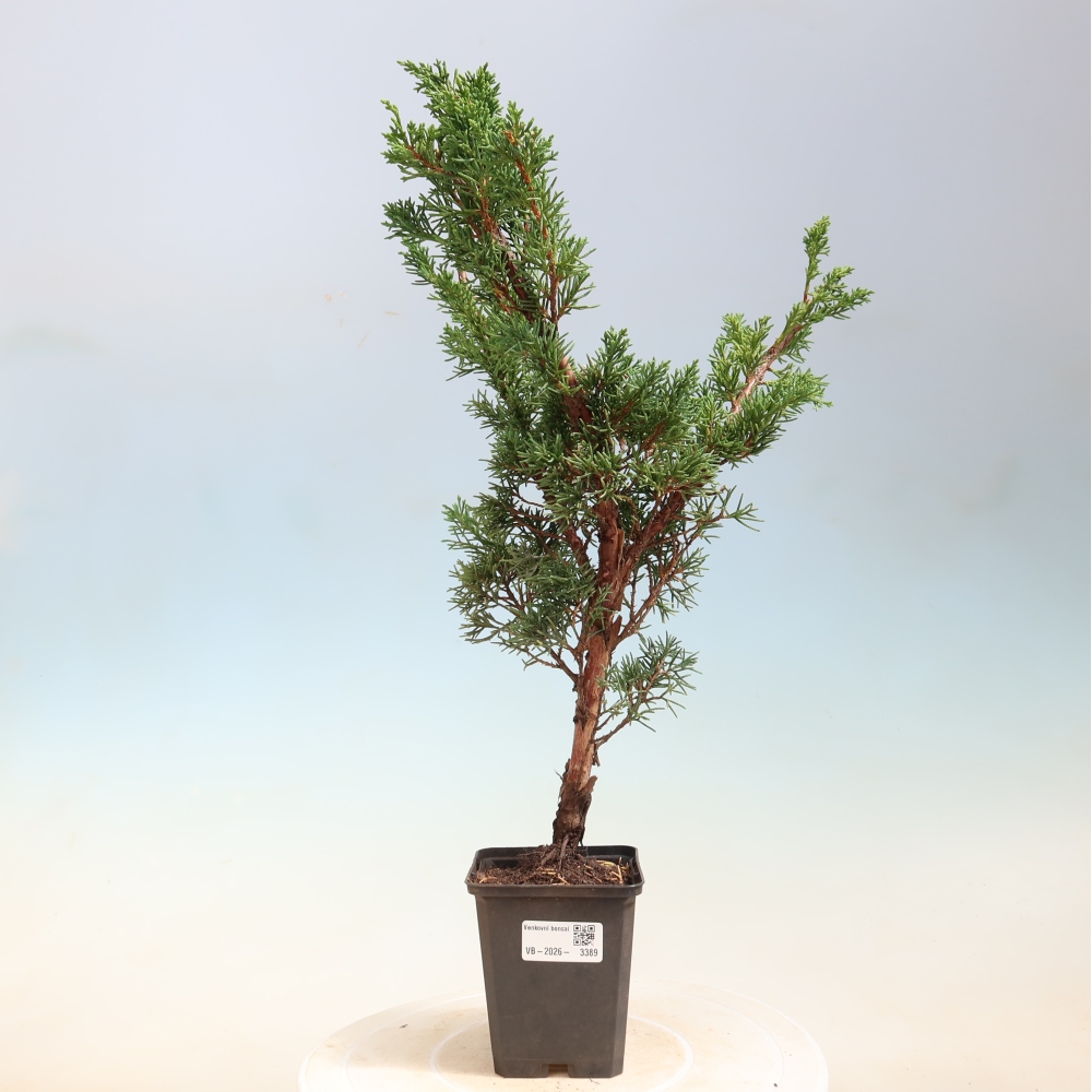 Venkovní bonsai - Juniperus chinensis Kishu -Jalovec čínský