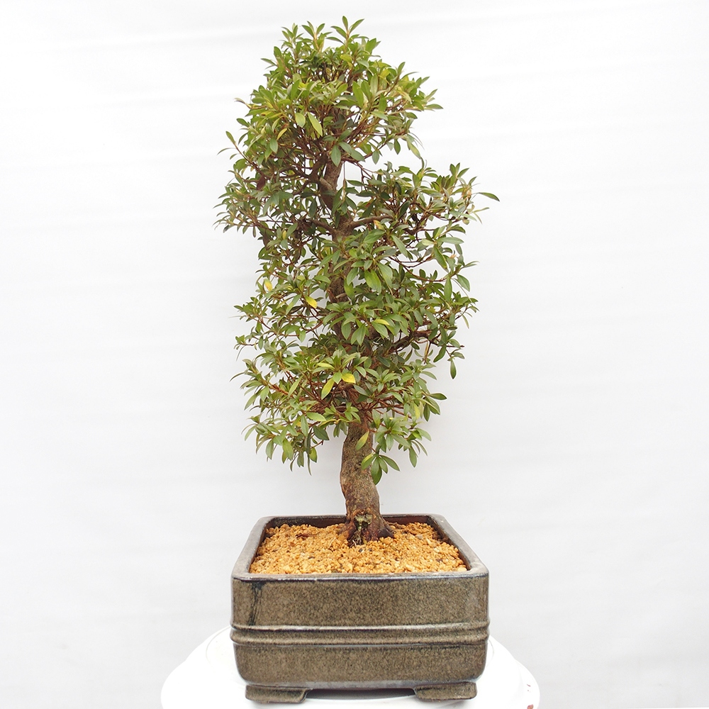 Venkovní bonsai - Japonská azalka - Azalea satsuki