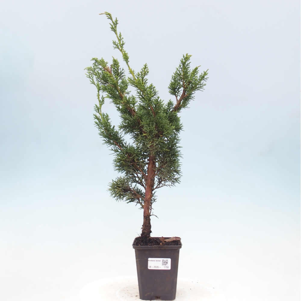 Venkovní bonsai - Juniperus chinensis Kishu -Jalovec čínský