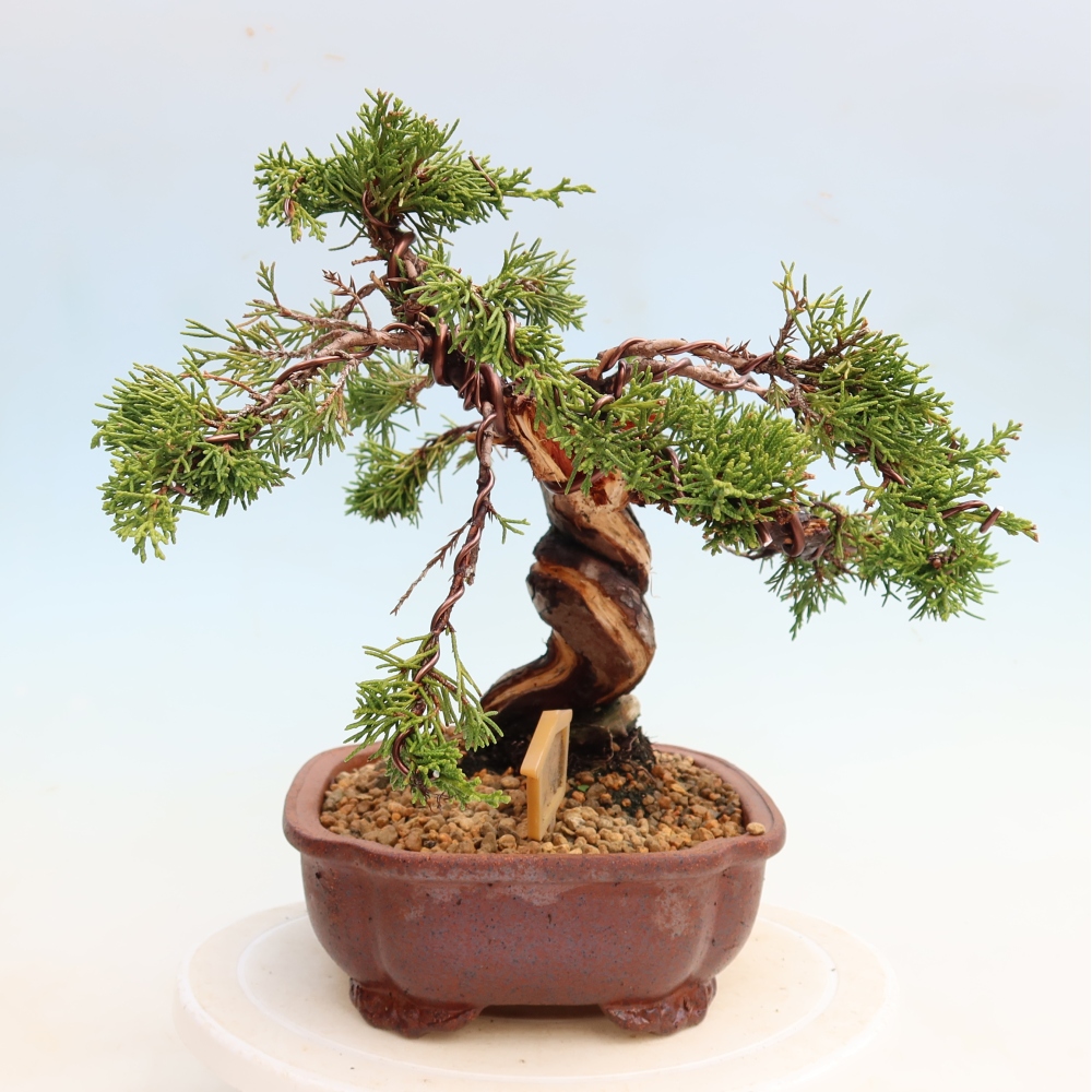Venkovní bonsai - Juniperus chinensis Itoigawa-Jalovec čínský