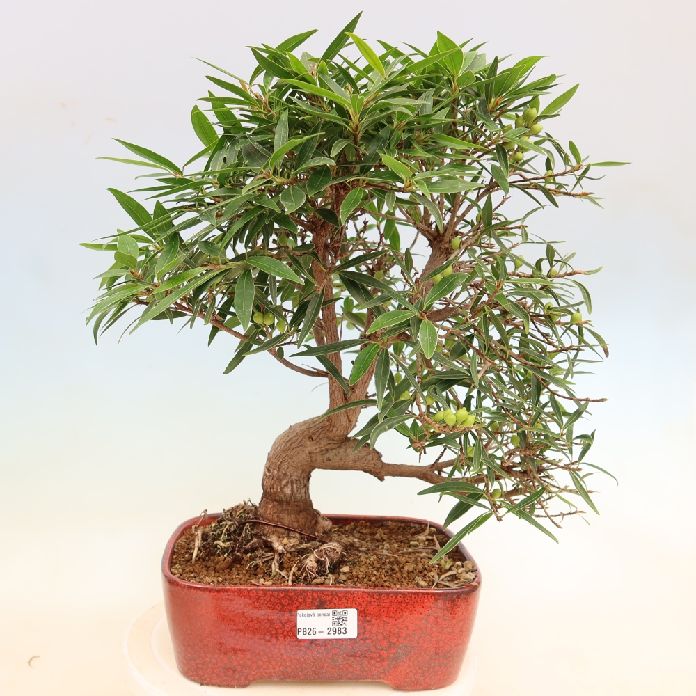 Pokojová bonsai - Ficus nerifolia -  malolistý fíkus