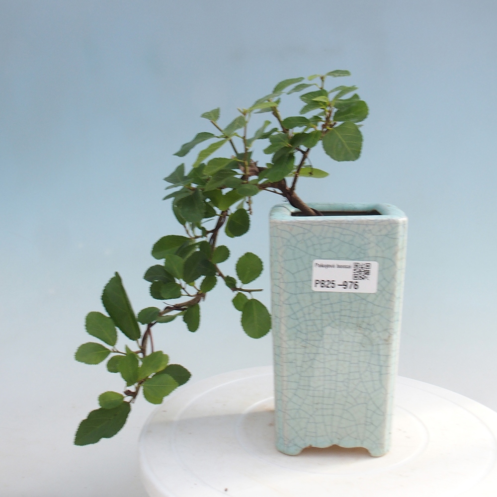 Pokojová bonsai - Grewia occidentalis - Hvězdice levandulová