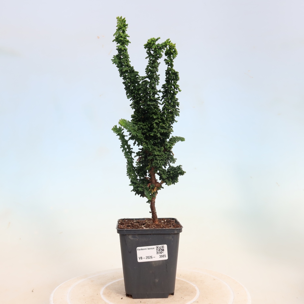 Venkovní bonsai - Cham. obtusa SEKKA HINOKI - Cypřišek