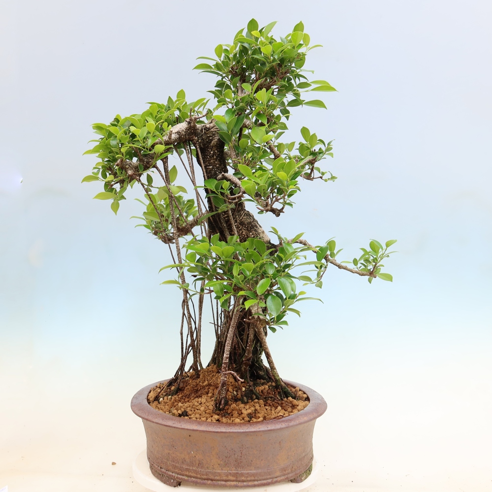 Pokojová bonsai - Ficus kimmen -  malolistý fíkus