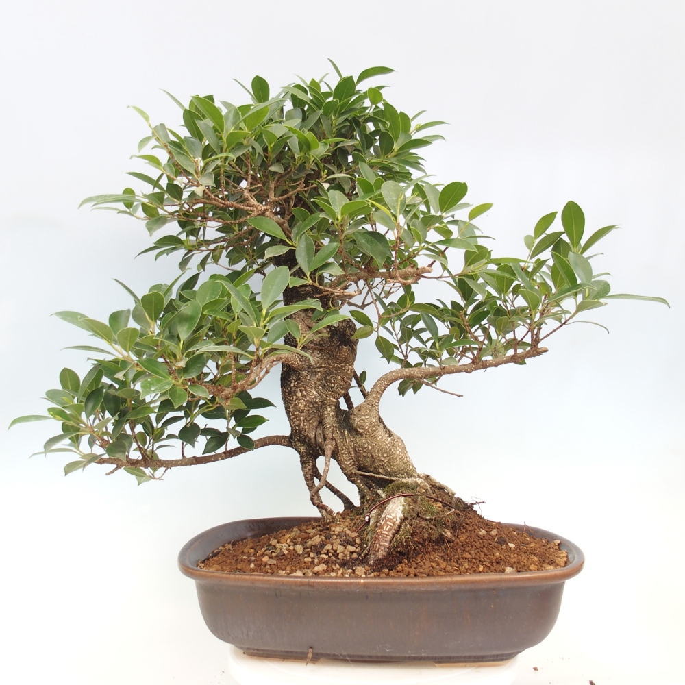 Pokojová bonsai - Ficus kimmen -  malolistý fíkus - POUZE OSOBNÍ ODBĚR nebo paletová přeprava