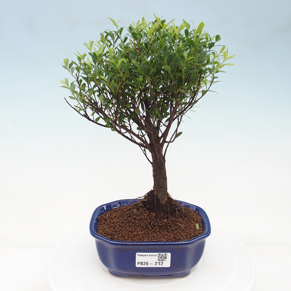 Pokojová bonsai - Syzygium - Pimentovník