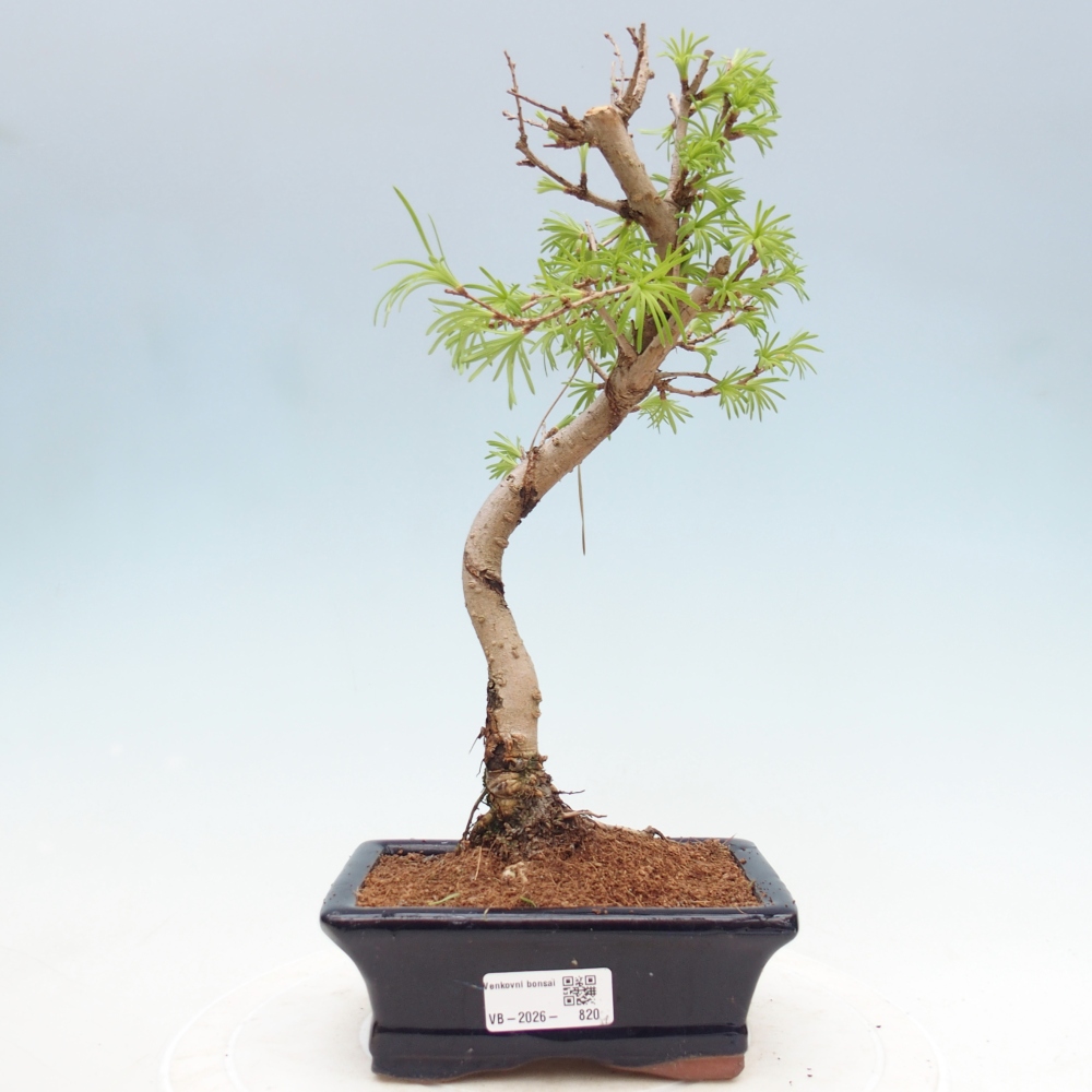 Venkovní bonsai -Pseudolarix amabis-Pamodřín