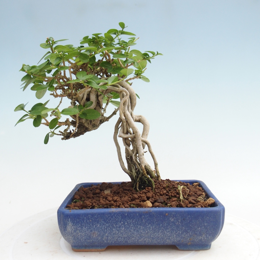 Pokojová bonsai - Premna serratifolia  - Kozlovoň malolistá