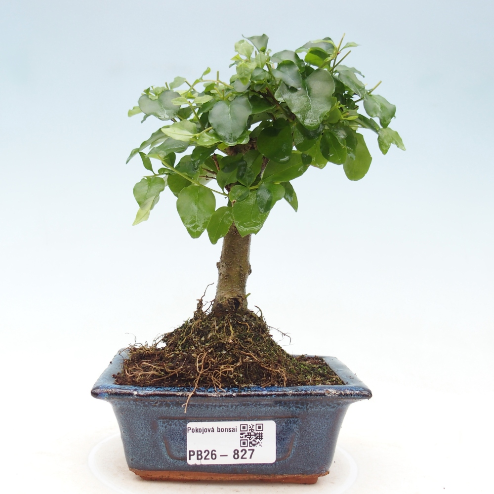 Pokojová bonsai -Ligustrum chinensis - Ptačí zob