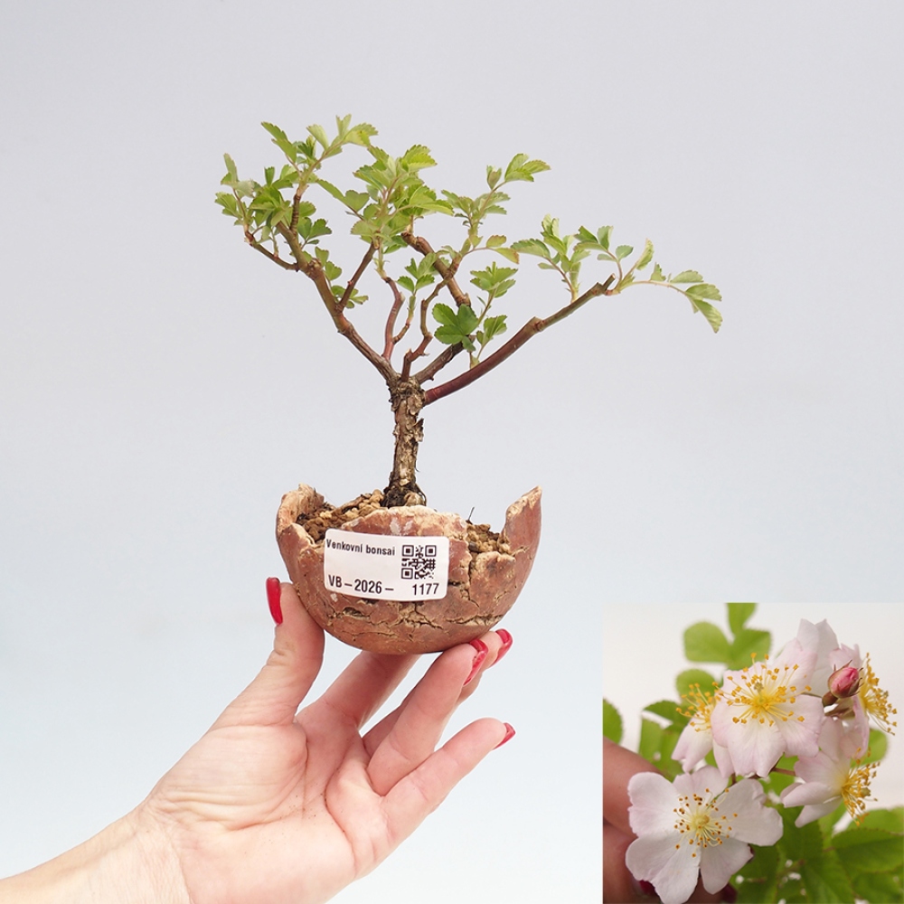 Venkovní bonsai - Rosa sp. - malokvětá růže