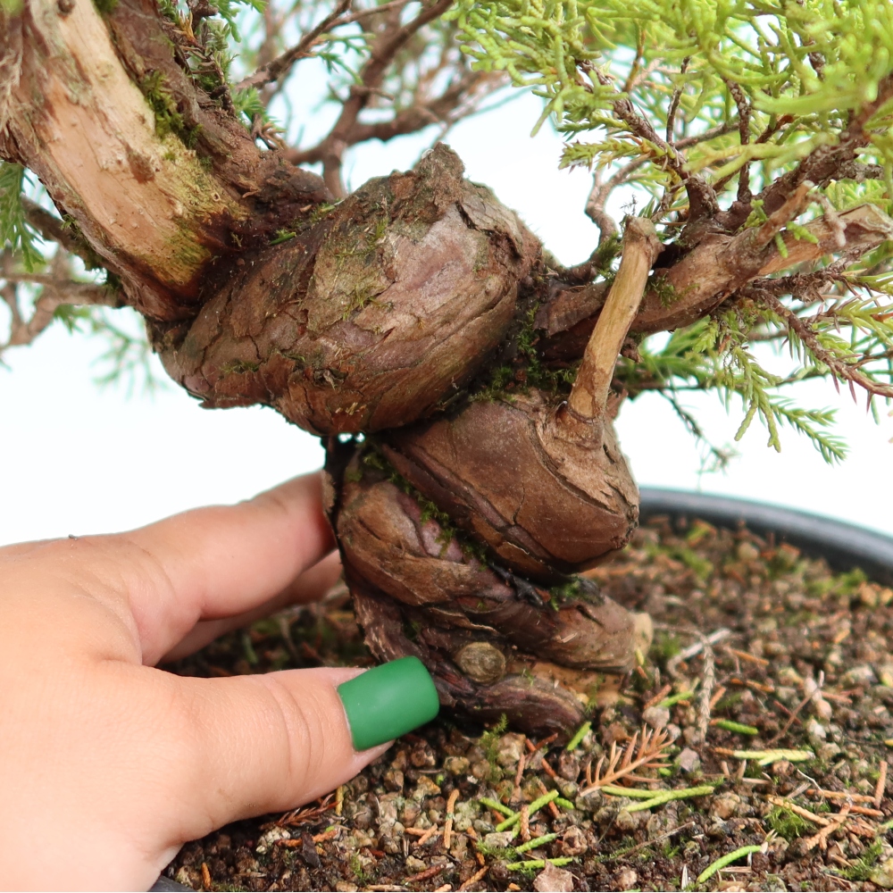 Venkovní bonsai - Juniperus chinensis Itoigawa-Jalovec čínský