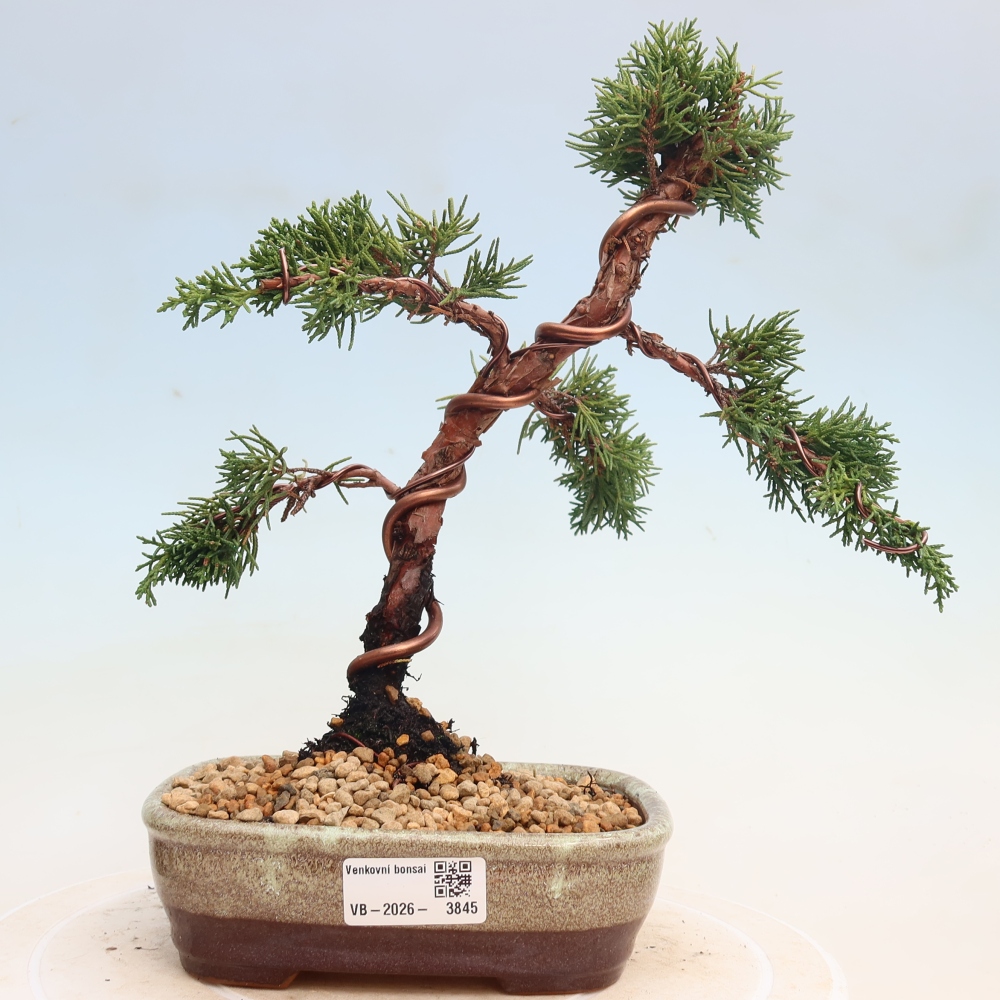 Venkovní bonsai - Juniperus chinensis Kishu -Jalovec čínský