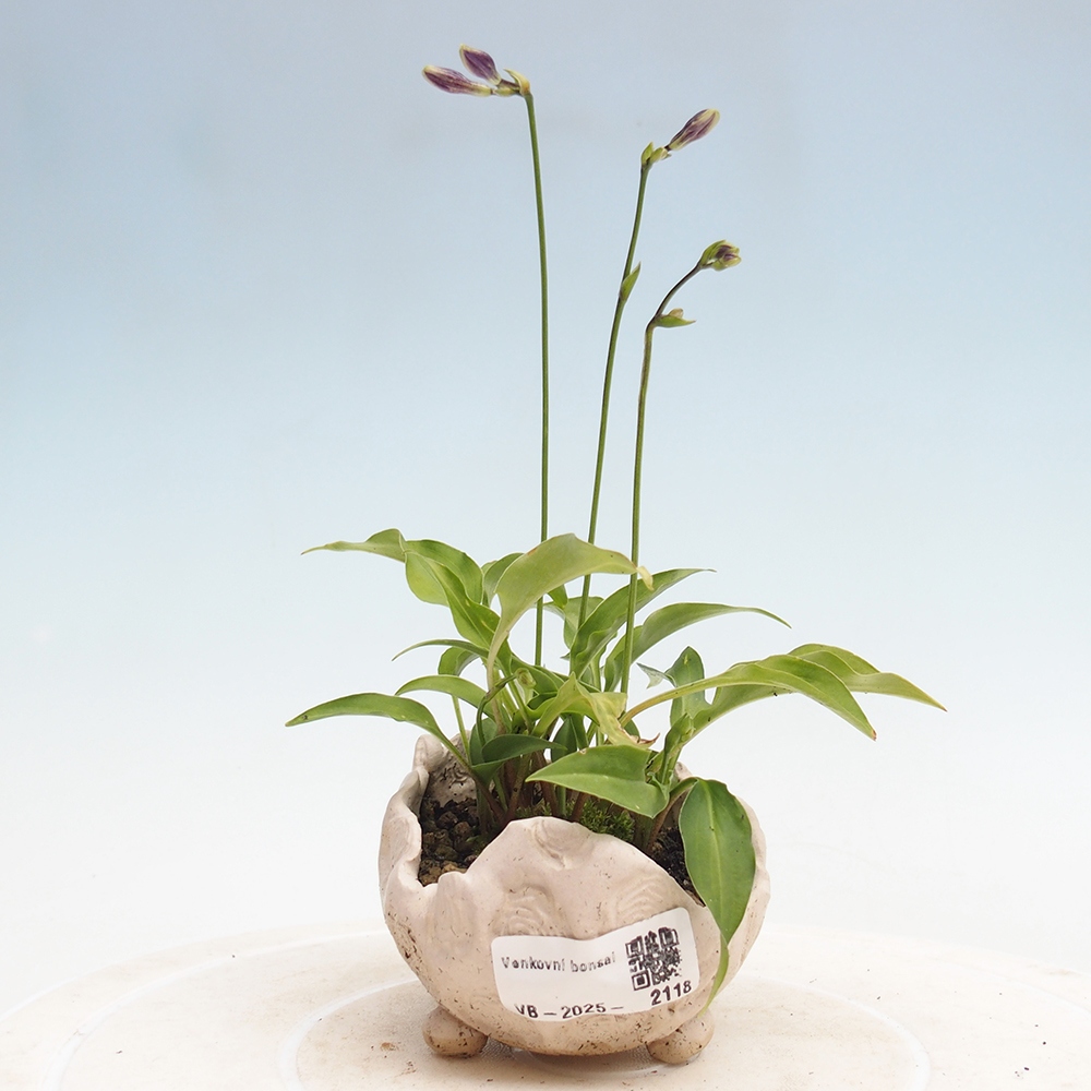 Venkovní bonsai - Mini Hosta - Bohyška