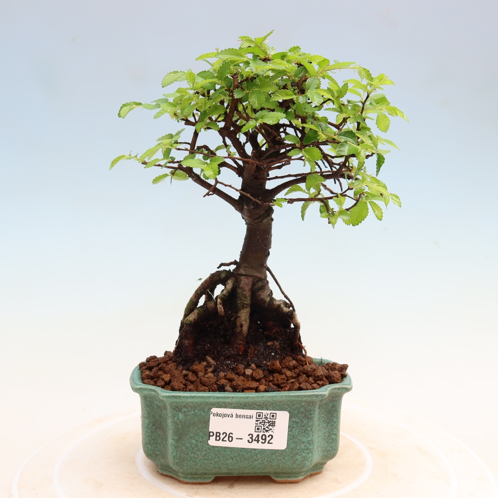Pokojová bonsai - Ulmus parvifolia - Malolistý jilm