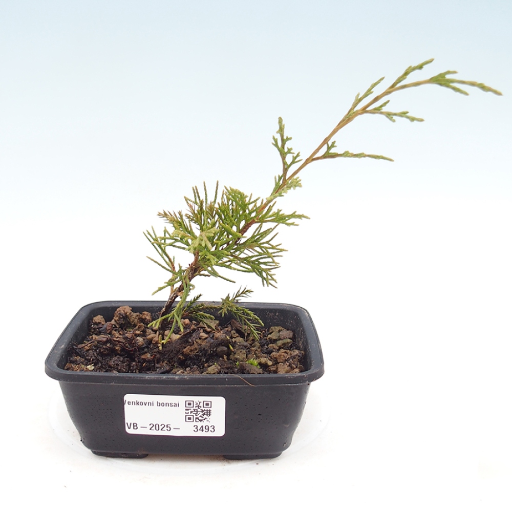 Venkovní bonsai - Juniperus chinensis Itoigawa -Jalovec čínský