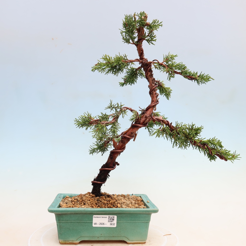 Venkovní bonsai - Juniperus chinensis Kishu -Jalovec čínský