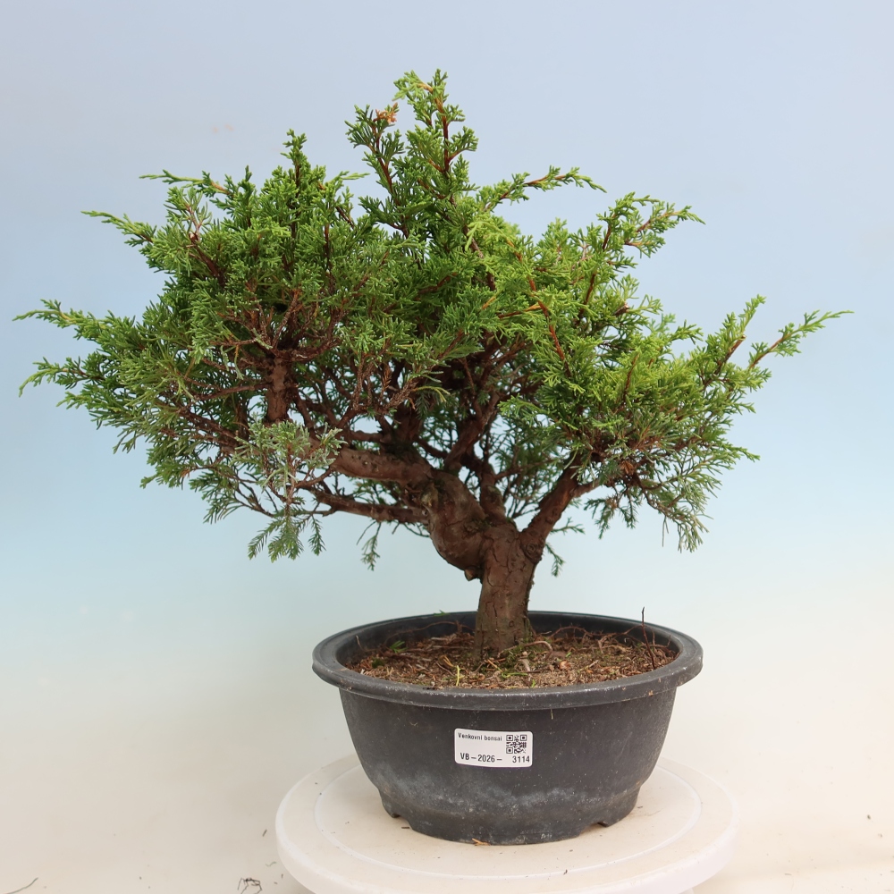 Venkovní bonsai - Juniperus chinensis Itoigawa-Jalovec čínský