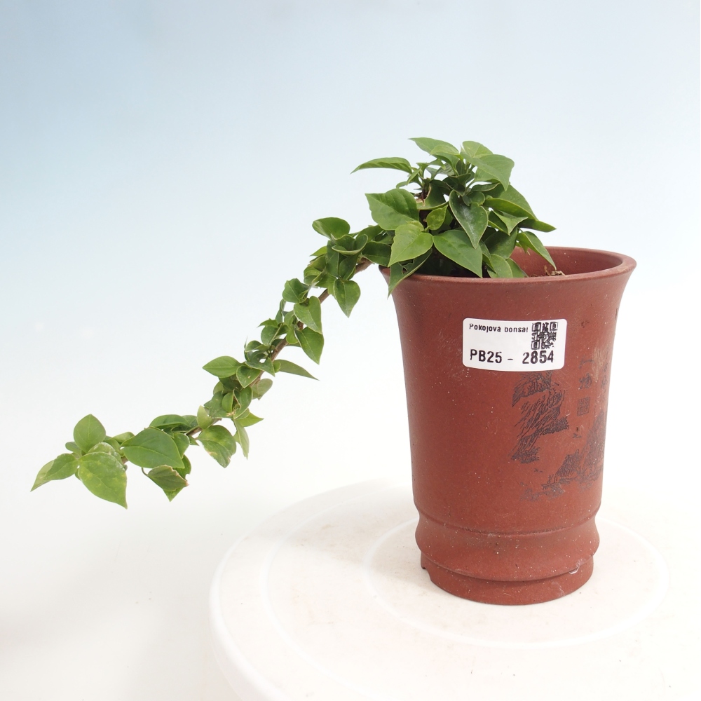 Pokojová bonsai - Bouganwilea