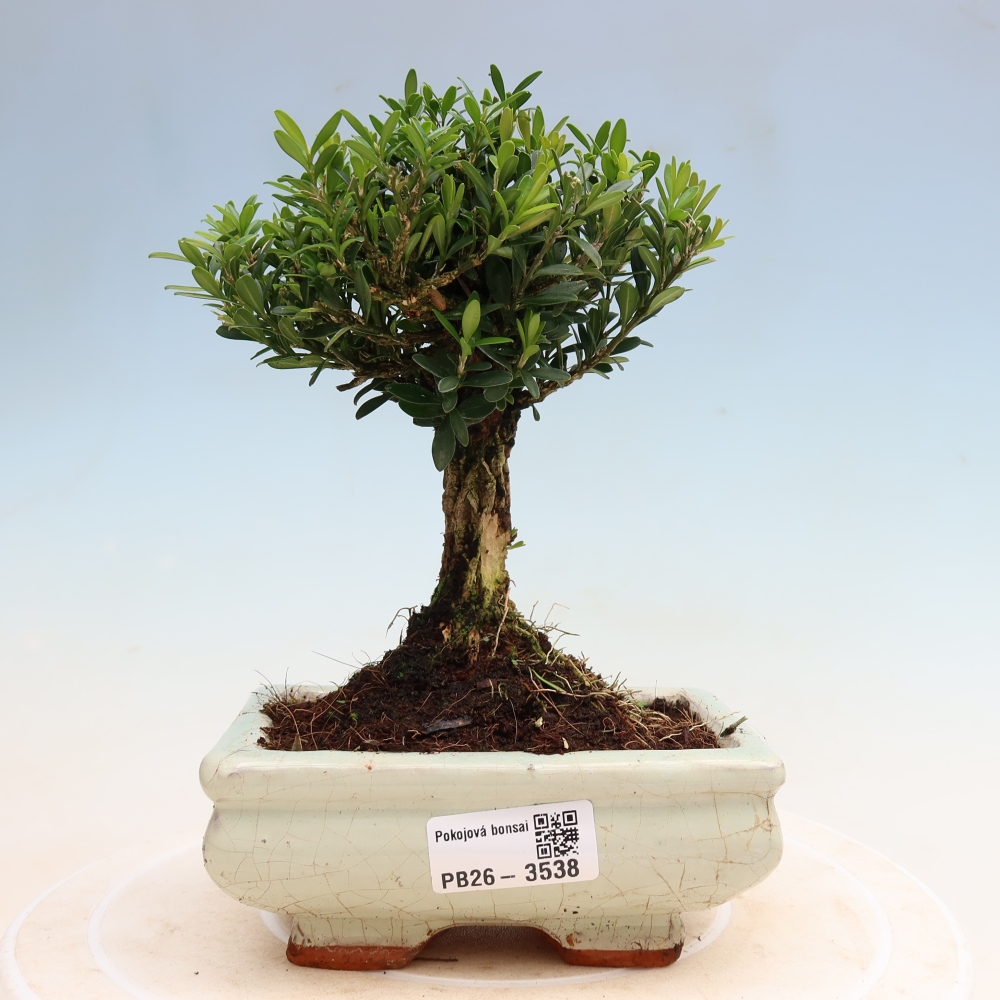 Pokojová bonsai - Buxus harlandii -korkový buxus