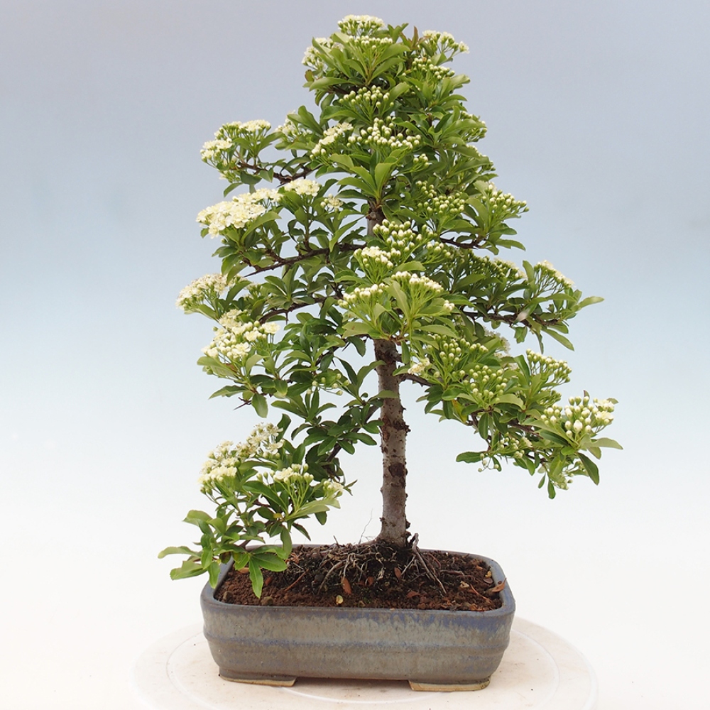 Venkovní bonsai-Pyracanta Teton -Hlohyně