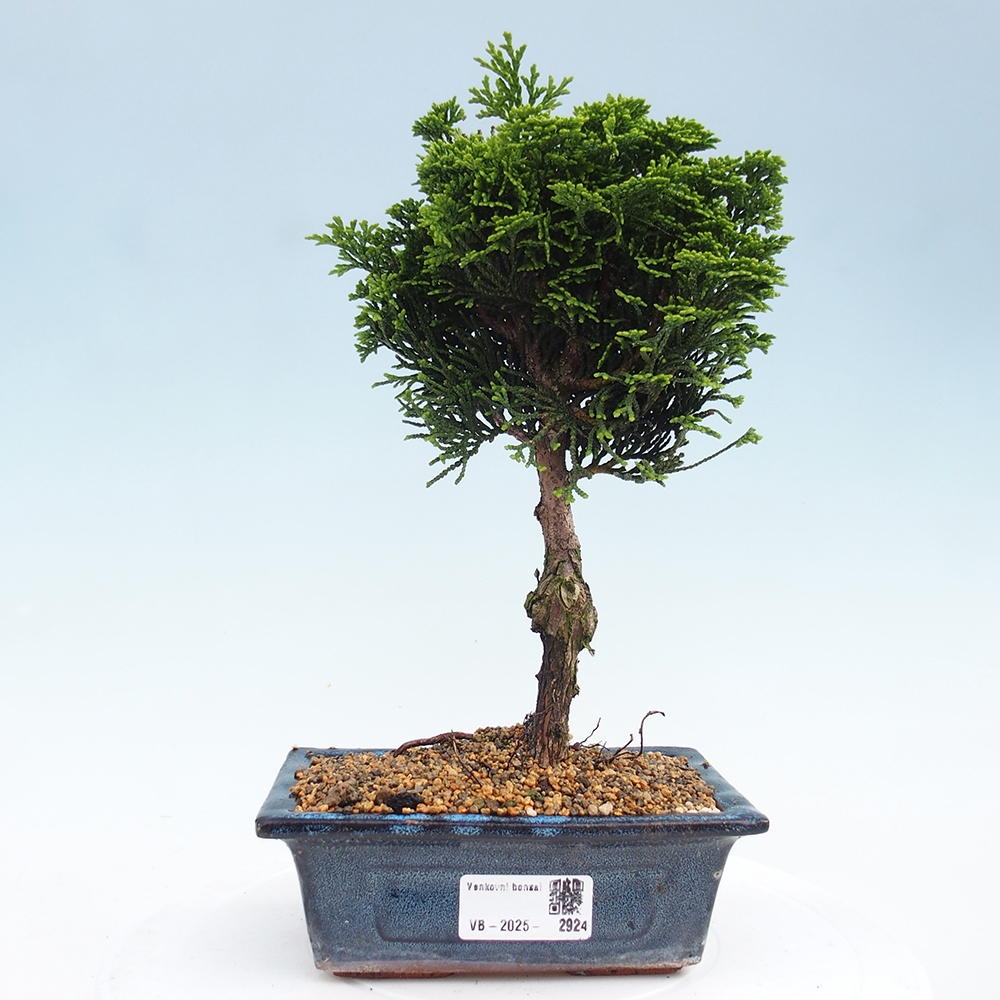 Venkovní bonsai - Cham.pis obtusa Nana Gracilis - Cypřišek