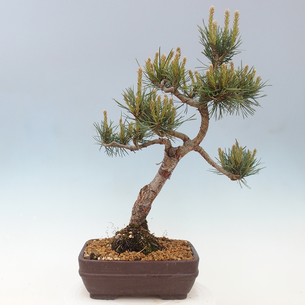 Venkovní bonsai - Pinus Sylvestris Watererri - Borovice lesní