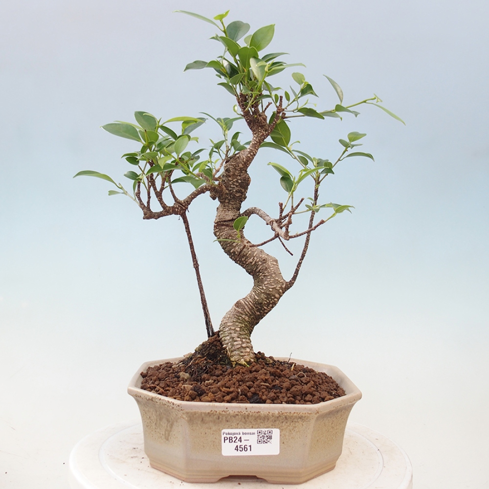 Pokojová bonsai - Ficus retusa -  malolistý fíkus