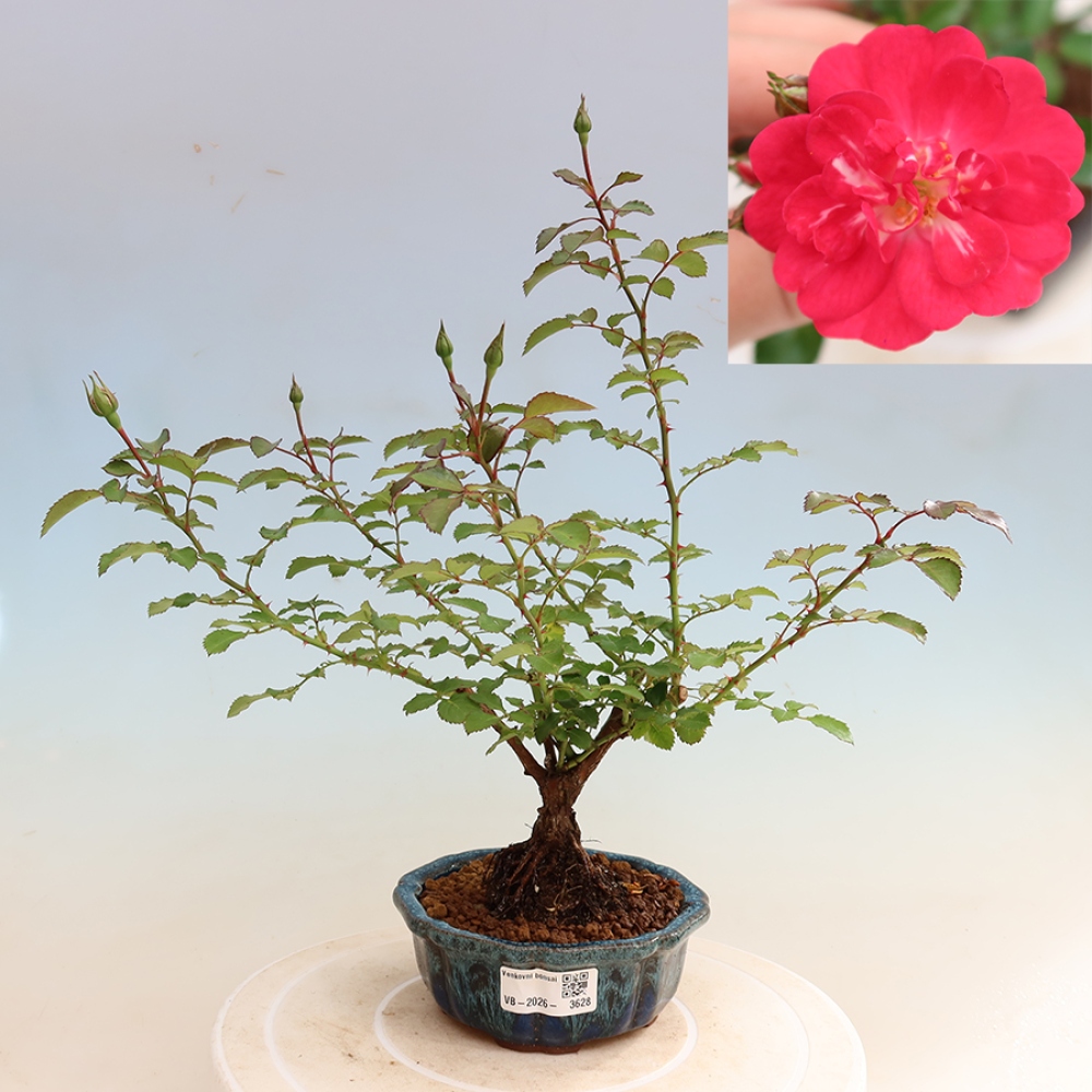 Venkovní bonsai - Rosa Kordes -  růže