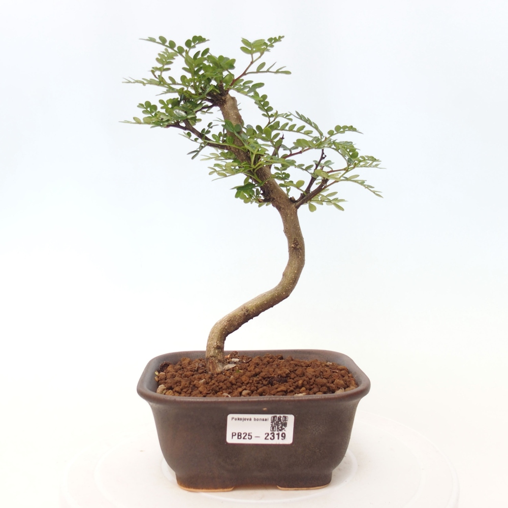 Pokojová bonsai - Zantoxylum piperitum - pepřovník