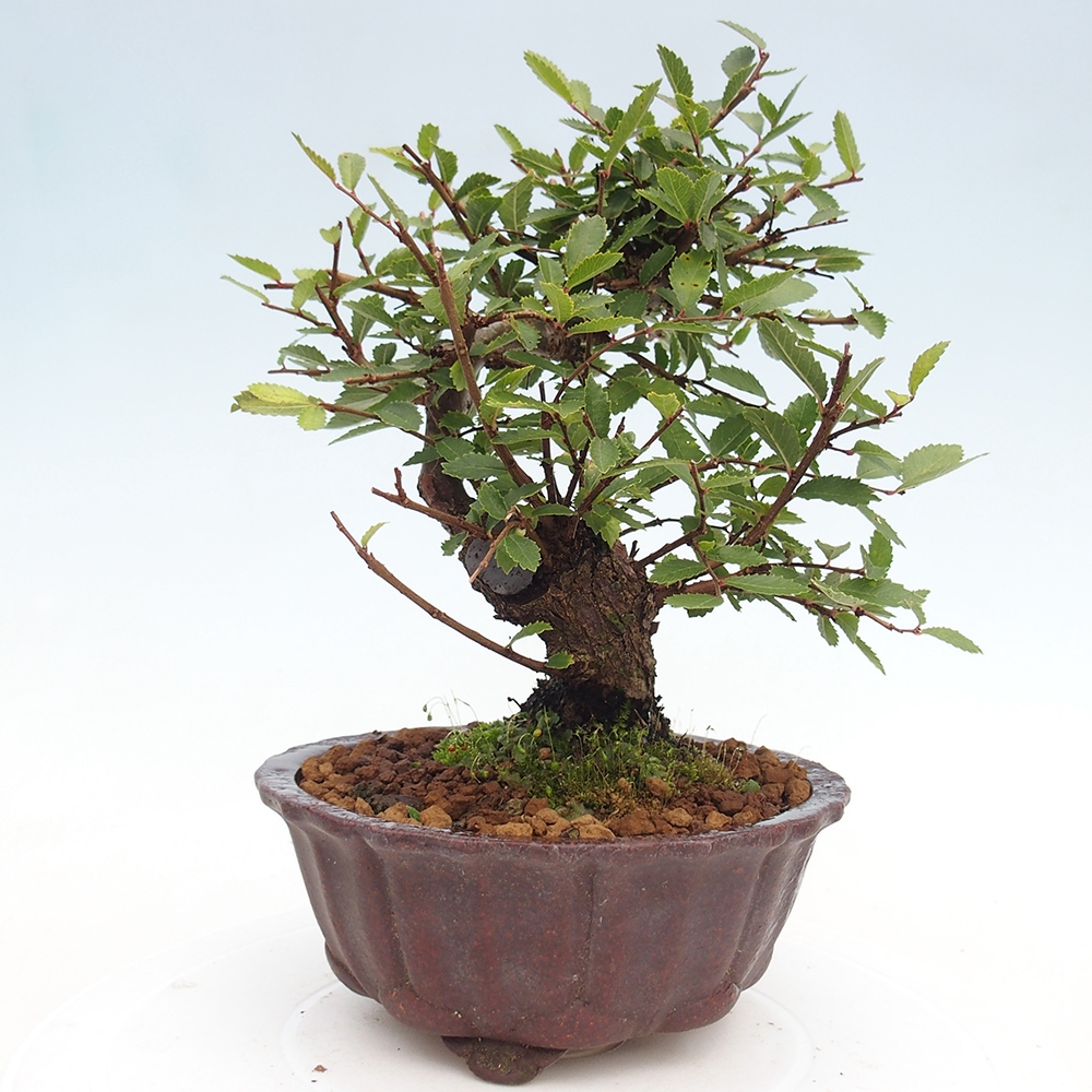 Venkovní bonsai - Zelkova - Zelkova NIRE