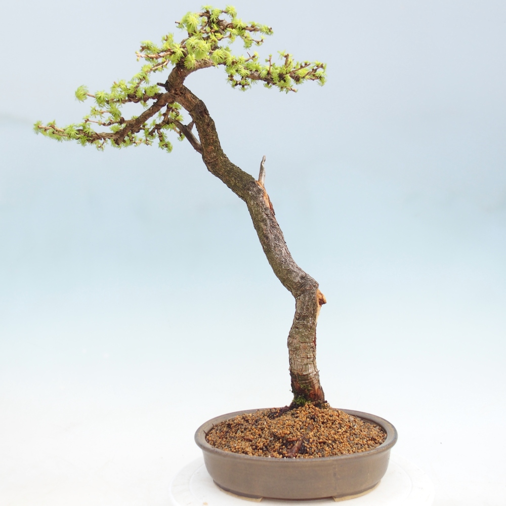 Venkovní bonsai -Larix decidua - Modřín opadavý 