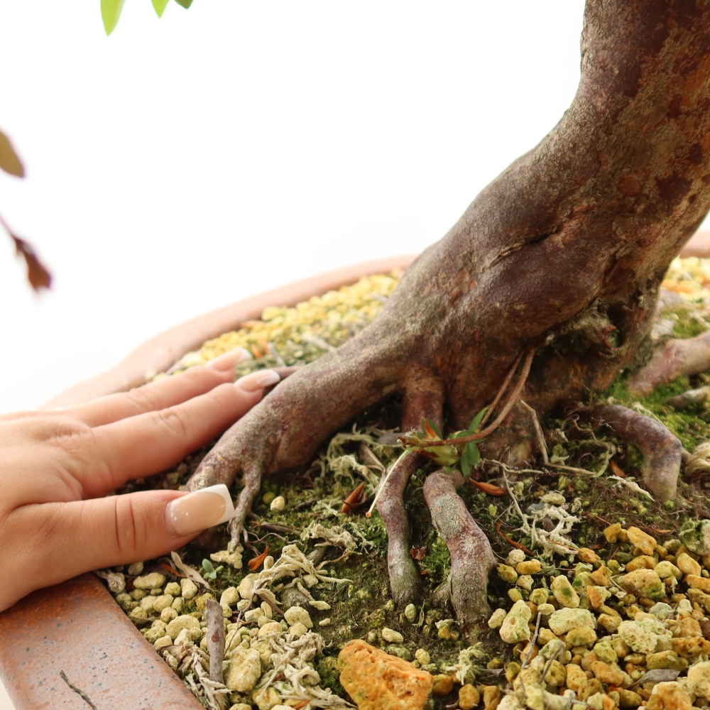 Venkovní bonsai - Japonská azalka - Azalea Shunen