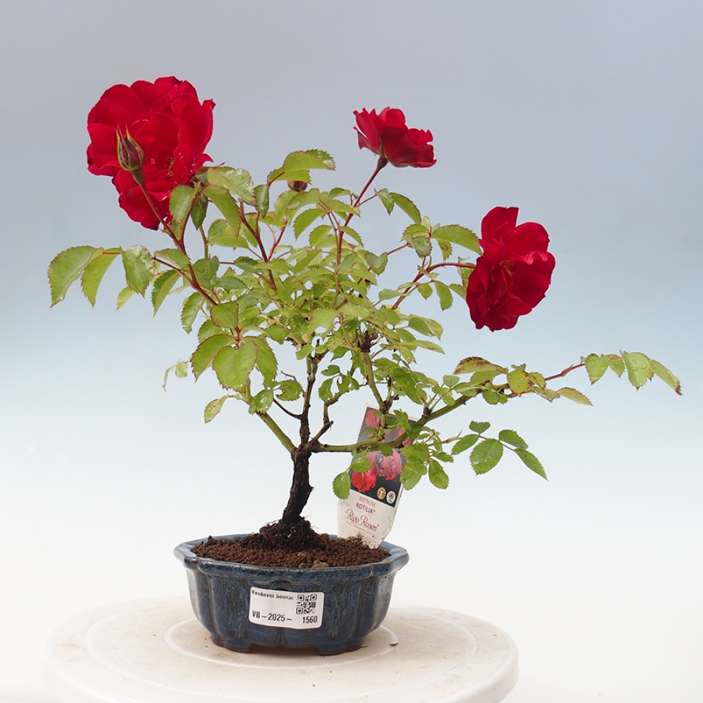 Venkovní bonsai - Rosa Kordes -  růže