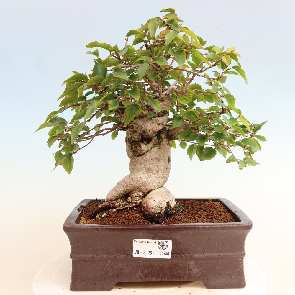 Venkovní bonsai -Carpinus CARPINOIDES - Habr korejský